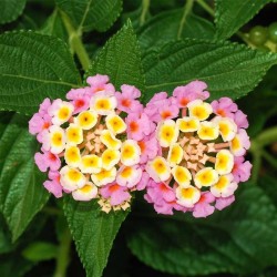Tanaman Lantana Pink 2 Pcs Tanaman Lantana Pink 2 Pcs