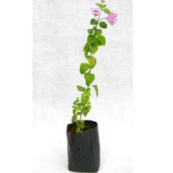 Tanaman Lantana Ungu 2 Pcs Tanaman Lantana Ungu 2 Pcs