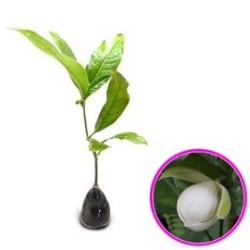 Tanaman Magnolia Coco Tanaman Magnolia Coco