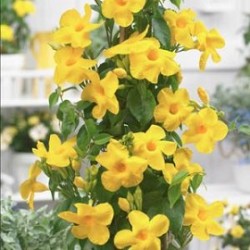 Tanaman Mandevilla Kuning Tanaman Mandevilla Kuning