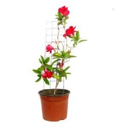 Tanaman Mandevilla Merah Tanaman Mandevilla Merah