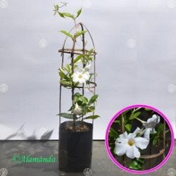 Tanaman Mandevilla Putih Tanaman Mandevilla Putih