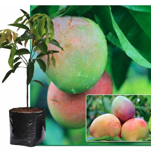 Tanaman Mangga Agrimania 50cm Tanaman Mangga Agrimania 50cm