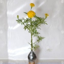 Tanaman Marigold Kuning Tanaman Marigold Kuning