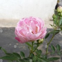 Tanaman Mawar Climbing Noisette (Pink) Tanaman Mawar Climbing Noisette (Pink)