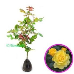 Tanaman Mawar Floribunda Kuning Tanaman Mawar Floribunda Kuning