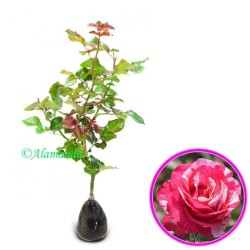 Tanaman Mawar candy Pink Tanaman Mawar candy Pink