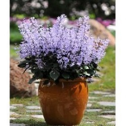 Tanaman Mona Lavender Tanaman Mona Lavender