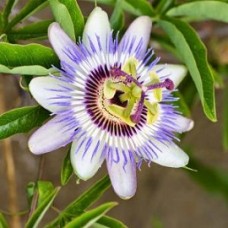 Tanaman Passiflora Ungu