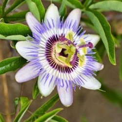 Tanaman Passiflora Ungu Tanaman Passiflora Ungu