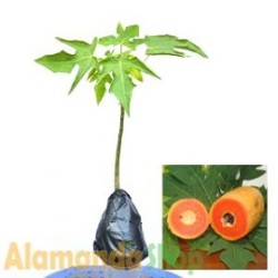 Tanaman Pepaya California Tanaman Pepaya California