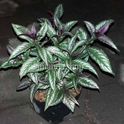 Tanaman Persian Shield Tanaman Persian Shield