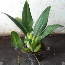 Tanaman Philo Katak Tanaman Philo Katak