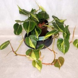 Tanaman Philodendron Brazil Tanaman Philodendron Brazil