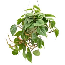 Tanaman Philodendron Cordatum Tanaman Philodendron Cordatum