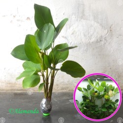 Tanaman Pisang Calathea Tanaman Pisang Calathea