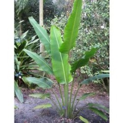 Tanaman Pisang Kipas Tanaman Pisang Kipas