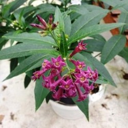Tanaman Purple Cestrum Jasmine Tanaman Purple Cestrum Jasmine