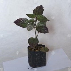 Tanaman Sambang Getih Tanaman Sambang Getih