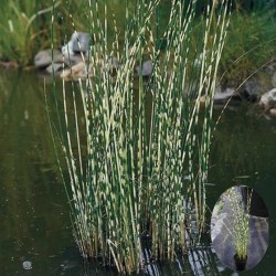 Tanaman Scirpus Zebrinus Tanaman Scirpus Zebrinus