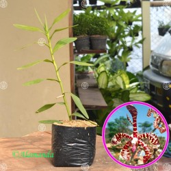 Tanaman Scorpion Orchid Tanaman Scorpion Orchid