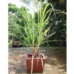 Tanaman Serai Wangi Tanaman Serai Wangi
