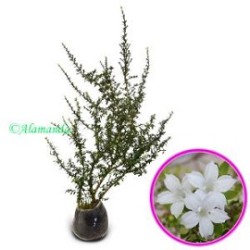 Tanaman Seribu Bintang (Bahan Bonsai) Tanaman Seribu Bintang (Bahan Bonsai)