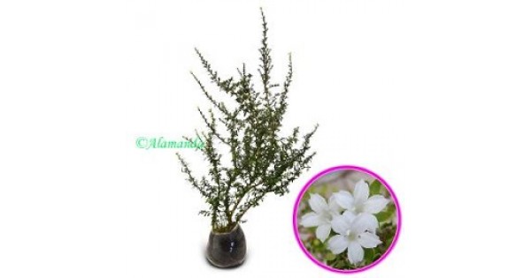 Jua Tanaman Seribu Bintang Bahan Bonsai Hp 085608566034