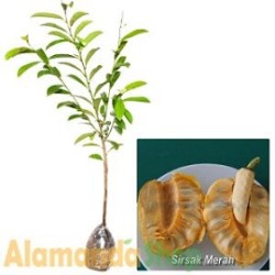 Tanaman Sirsak Merah 60cm Tanaman Sirsak Merah 60cm