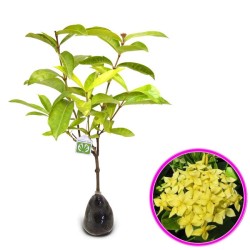Tanaman Soka Kuning Tanaman Soka Kuning
