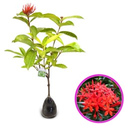 Tanaman Soka Merah Tanaman Soka Merah