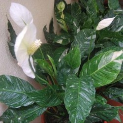 Tanaman Spathiphyllum Variegata Tanaman Spathiphyllum Variegata