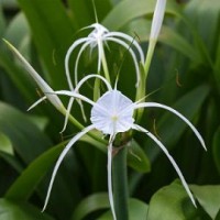 Tanaman Spider Lily