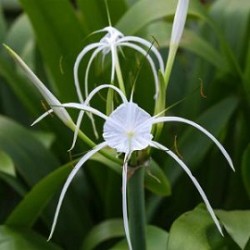 Tanaman Spider Lily Tanaman Spider Lily