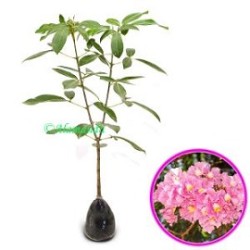 Tanaman Tabebuia Rosea Tanaman Tabebuia Rosea