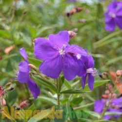 Tanaman Tibouchina Tanaman Tibouchina