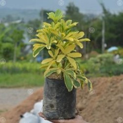 Tanaman Walisongo Tanaman Walisongo