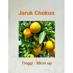 Bibit Jeruk Chokun siap berbuah