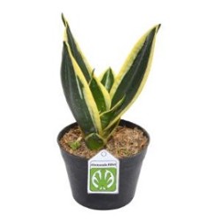 Tanaman Sansevieria Pagoda Tanaman Sansevieria Pagoda