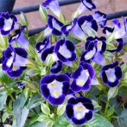 Tanaman Torenia Ungu (Bunga Mata Kucing) Tanaman Torenia Ungu (Bunga Mata Kucing)