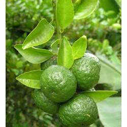 Bibit Jeruk Sambal atau Limau Bibit Jeruk Sambal atau Limau