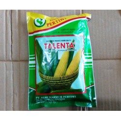 Jagung Manis Talenta F1 Jagung Manis Talenta F1