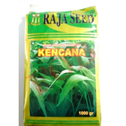 Benih Raja Seed Kangkung Kencana 1000gr Benih Raja Seed Kangkung Kencana 1000gr