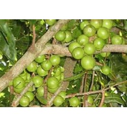 paket 10 kacang macadamia paket 10 kacang macadamia