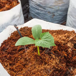 Cocopeat Untuk Media Tanam Hidroponik Per 1kg Cocopeat Untuk Media Tanam Hidroponik Per 1kg