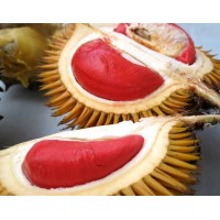 Durian Merah 60cm