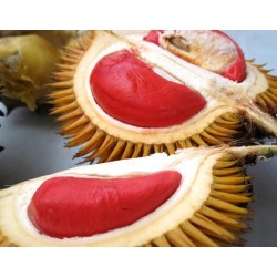 Durian Merah 60cm Durian Merah 60cm