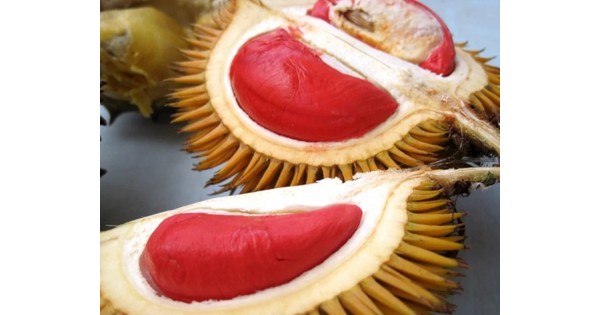Jual bibit durian merah 60 cm