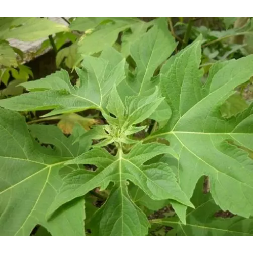 Jual Benih Herbal Insulin  Maica Leaf 10 Biji HP 085608566034