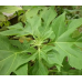 Benih Herbal Insulin Maica Leaf 10 Biji